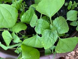 Attēlu rezultāti vaicājumam “Galinsoga quadriradiata leaf”