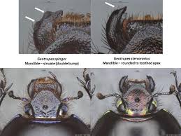 Attēlu rezultāti vaicājumam “Geotrupes stercorarius”