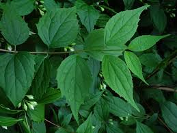 Attēlu rezultāti vaicājumam “Philadelphus coronarius leaf”