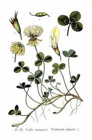 Attēlu rezultāti vaicājumam “Trifolium medium leaf”