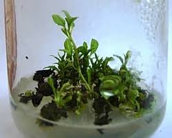 Attēlu rezultāti vaicājumam “Populus x berolinensis”