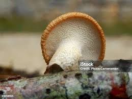 Attēlu rezultāti vaicājumam “Polyporus ciliatus”