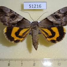 Attēlu rezultāti vaicājumam “Catocala fulminea”