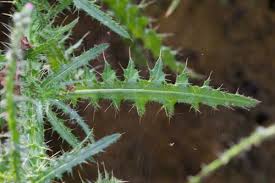 Attēlu rezultāti vaicājumam “Cirsium palustre”