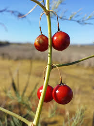 Attēlu rezultāti vaicājumam “Asparagus officinalis fruit”