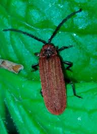 Attēlu rezultāti vaicājumam “Lopheros rubens”