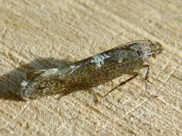 Attēlu rezultāti vaicājumam “Acrolepiopsis assectella”