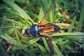 Attēlu rezultāti vaicājumam “Nicrophorus vespillo”