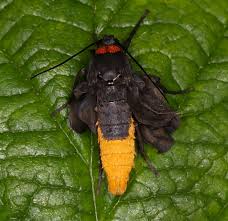 Attēlu rezultāti vaicājumam “Atolmis rubricollis”