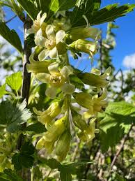 Attēlu rezultāti vaicājumam “Ribes nigrum flower”