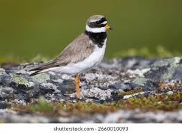 Attēlu rezultāti vaicājumam “Charadrius hiaticula”