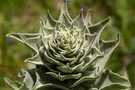 Attēlu rezultāti vaicājumam “Verbascum thapsus bud”