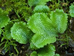 Attēlu rezultāti vaicājumam “Riccia rhenana”