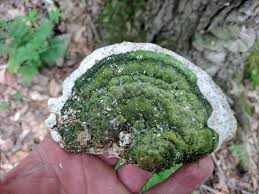 Attēlu rezultāti vaicājumam “Oxyporus”