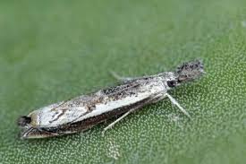 Attēlu rezultāti vaicājumam “Platytes alpinella”