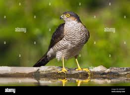 Attēlu rezultāti vaicājumam “Accipiter nisus male”
