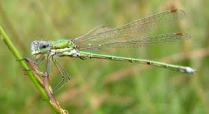 Attēlu rezultāti vaicājumam “Lestes virens”