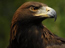 Attēlu rezultāti vaicājumam “Aquila chrysaetos”