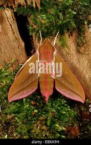 Attēlu rezultāti vaicājumam “Deilephila elpenor imago”