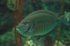 Image result for Acanthurus chirurgus