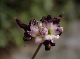 Attēlu rezultāti vaicājumam “Sphacelotheca hydropiperis”