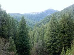 Image result for лес,