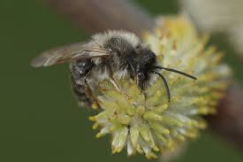 Attēlu rezultāti vaicājumam “Andrena vaga”