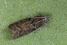 Attēlu rezultāti vaicājumam “Ortholepis betulae”