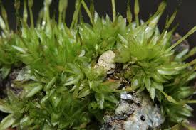 Attēlu rezultāti vaicājumam “Funaria hygrometrica”