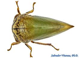 Attēlu rezultāti vaicājumam “Bitoma crenata imago”