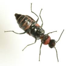 Attēlu rezultāti vaicājumam “Anthocomus fasciatus”