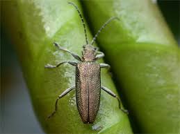 Attēlu rezultāti vaicājumam “Donacia dentata”