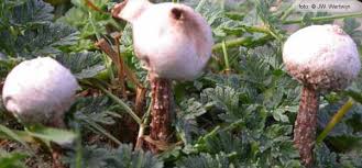 Attēlu rezultāti vaicājumam “Tulostoma fimbriatum”