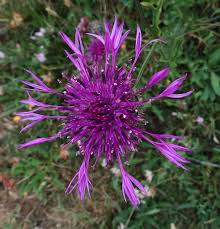 Attēlu rezultāti vaicājumam “Centaurea scabiosa”