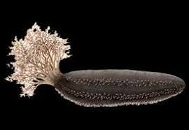 Image result for Cucumaria frondosa