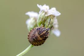 Attēlu rezultāti vaicājumam “Graphosoma lineatum nymph”