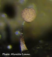 Attēlu rezultāti vaicājumam “Paradiacheopsis rigida macro”