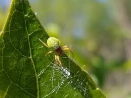 Attēlu rezultāti vaicājumam “Araniella”