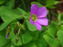 Attēlu rezultāti vaicājumam “Oxalidaceae”