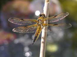 Attēlu rezultāti vaicājumam “Libellula quadrimaculata”