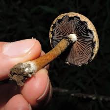 Attēlu rezultāti vaicājumam “Psathyrella lacrymabunda”