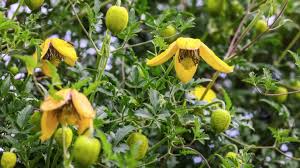 Attēlu rezultāti vaicājumam “Clematis fruit”