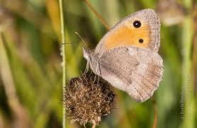 Attēlu rezultāti vaicājumam “Hyponephele lycaon”