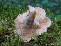 Attēlu rezultāti vaicājumam “Hydnum rufescens”