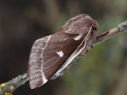 Attēlu rezultāti vaicājumam “Eriogaster lanestris”