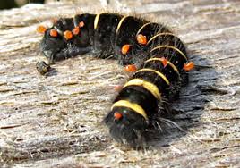 Attēlu rezultāti vaicājumam “Belbodamaeus sp.”