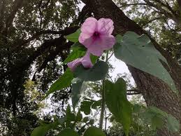 Image result for Ipomoea Lavender