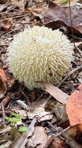 Attēlu rezultāti vaicājumam “Lycoperdon echinatum”