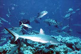 Image result for Carcharhinus amblyrhynchos