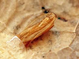 Attēlu rezultāti vaicājumam “Tischeria ekebladella”